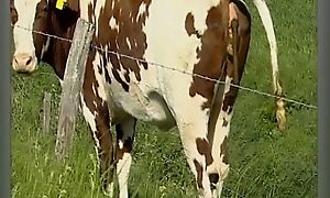 Der Sadisten-Zirkel 11 (Full Movie)